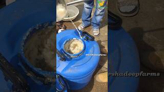 Unveiling the Secrets Papaya Milk Extraction Process Explained food viral shorts telugu india [upl. by Eigroeg]