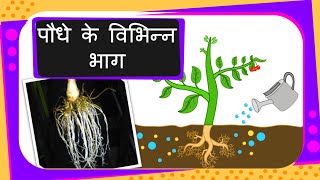 Science  Parts of the Plant  Hindi [upl. by Nerehs]