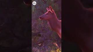 Beautiful elk yells in the New Mexico autumn morning  USA TODAY Shorts [upl. by Yar886]