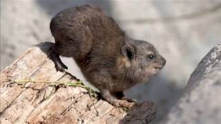 Small furry and… related to elephants Trio of rock hyraxes born at Chester Zoo [upl. by Alleunam842]