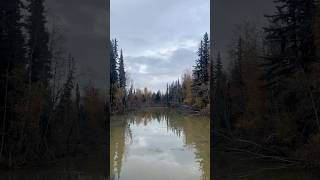 The Garrison Slough in Eielson AFB Alaska during late September 2024 [upl. by Arline303]