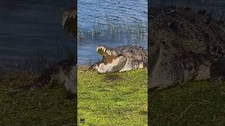 Cocodrilo gigante conocido como Croczilla toma el sol en Los Everglades de Florida [upl. by Ecirtra435]