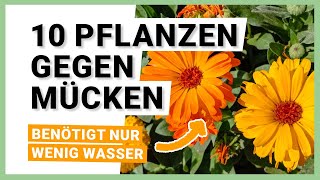 10 Pflanzen gegen Mücken Natürlicher Schutz vor juckenden Stichen [upl. by Lorien]