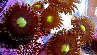 Zoanthids Fairy Muncher  Zoanthus colony part 14 [upl. by Holmes]