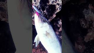 pescaspinning shorejigging [upl. by Nolram]