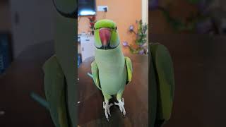 Ay Mithu Ay Mithu Talking Mithua smart parrot talk Evening parrotshorts viral mithu voice [upl. by Ayhtnic]