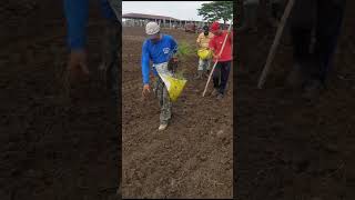 PLANTIO TIFTON 85  Mudas de Bandeja agro farming pecuariaapastodoseculo21 [upl. by Alimak971]