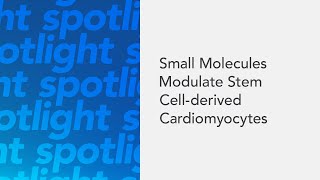 Small Molecules Modulate Stem Cellderived Cardiomyocytes [upl. by Anerys]