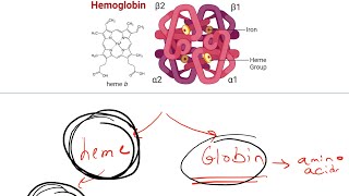 Haematology Introduction  Part 1 [upl. by Prader]