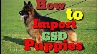 How to Import GermanShepherd Puppies  PART 2 [upl. by Eirehc]