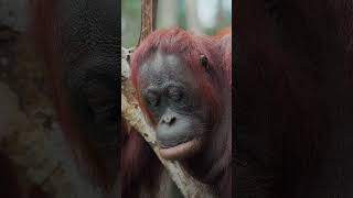 Orangutans are extremely patient and intelligent Please Like And Subscribe foryou youtubeshorts [upl. by Ydwor]