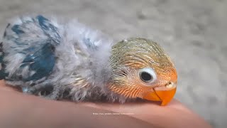 Lovebird Chick From Sky Blue Opaline amp Lutino Opaline [upl. by Belicia263]