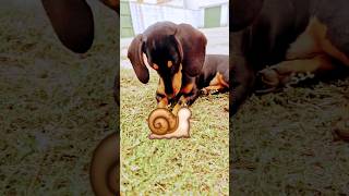 Caracolcolcol 🐌 dachshund pets perros puppy shorts youtubeshorts reels cute dog [upl. by Laryssa]