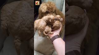 Puppies Sound ❤️  Toy poodle barking shorts [upl. by Colwen]