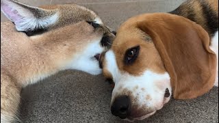 Roo the caracal grooming the dog  Caracal World  funny animal friends [upl. by Ahsi]