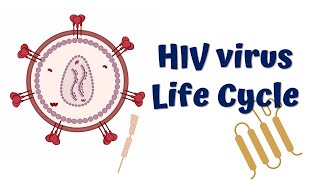 HIV life cycle animation  HIV infection  HIV replication [upl. by Irby]