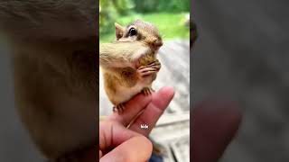 🐿Where are the nuts I hid cuteanimal cute [upl. by Bret]