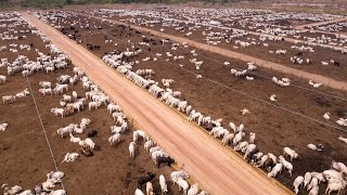 247 Million Cattle In Australia Are Raised This Way  Australia Farming [upl. by Dohsar]