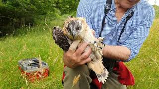 Poole Harbour Osprey Ringing Video 2022 [upl. by Bully579]