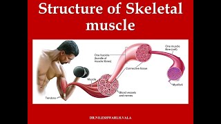 STRUCTURE OF MUSCLE [upl. by Zechariah]