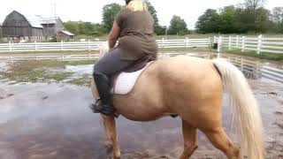 Pony vs Giant puddle shorts palomino pony finn [upl. by Esnahc]