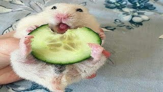 Funny Hamsters  Cute And Funny Hamster Videos Compilation [upl. by Ytteb717]