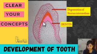 ODONTOGENESIS  Part 2 of Tooth Development [upl. by Adlare]