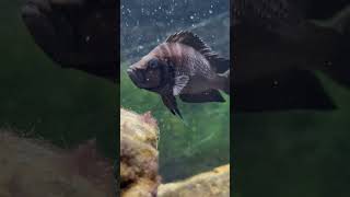 Altolamprologus Black Calvus Calvus [upl. by Ecirtnom]