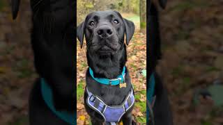 Smooth Brainshortsviral labrador subscribe [upl. by Rodmann103]