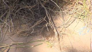 Roundtailed Ground Squirrels and Arizona Cotton Rat [upl. by Annawek]