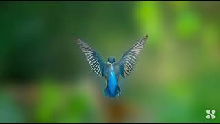 Best Kingfisher video and sound 💯👌 [upl. by Ulrika]