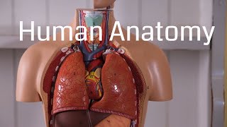 Basic Human Anatomy for Beginners [upl. by Sivel100]