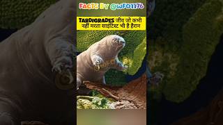 Tardigrades water bear facts shorts animalfacts uniquefacts factsinhindi [upl. by Kenn]