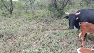 Nguni Cattle on recovering bushveld after long awaited rain 🙏 TT BALL NGUNI [upl. by Ihsar]