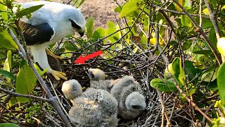 Lizard Come to Meals for Starving Young Birds [upl. by Llerrahs870]