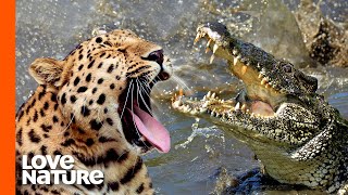 Top Jaguar and Leopard Hunting Scenes [upl. by Carter]