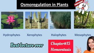 Osmoregulation in plantsHydrophytesMesophytesXerophytes solutionClass 12 Biology😇 [upl. by Gallenz]