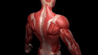 ANATOMY REVISION QampA MUSCLES OF UPPER LIMB [upl. by Revolc]