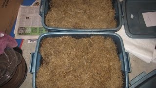 Vermicomposting with Grass Thatch  Update [upl. by Osner]