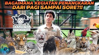 BAGAIMANA KEGIATAN PENANGKARAN DARI PAGI SAMPAI SORE UNTUK MERAWAT SATWA LIAR SEBANYAK INI [upl. by Merla]