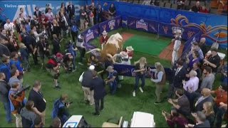 UGA mascot gets into wild pregame scuffle with Bevo before Sugar Bowl [upl. by Enitram901]