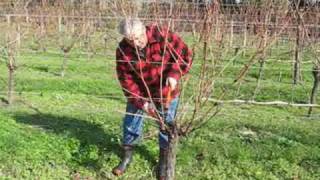 Grape pruning with Jaison Kerr of Kerr Farm Wine at Kumeu New Zealand [upl. by Mastic585]