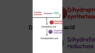 Cotrimoxazole mechanism of action pharmacology [upl. by Asilegna]