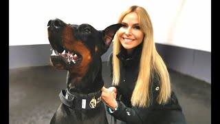 THE DOBERMAN  FULLY TRAINED PROTECTION DOG [upl. by Aimat]