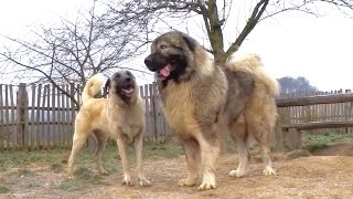 Kangal amp Caucasian Ovtcharka [upl. by Nosirrah412]