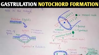 Gastrulation  Notochord And Mesoderm Formation  UrduHindi [upl. by Murage540]