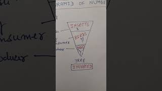 ECOLOGICAL PYRAMID IN NUMBER [upl. by Kasey]