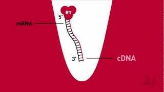 Simplified RT  Reverse Transcription Animation [upl. by Kellie807]