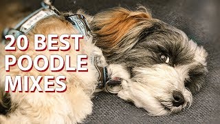 🐩 Top 20  Cutest Poodle Mix Breeds 🐩 [upl. by Pufahl5]