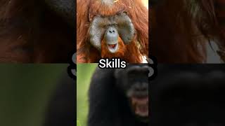 Sumatran orangutan vs chimpanzee orangutan chimpanzee vsedits fypviral [upl. by Chrisoula402]